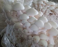 14729184_1073009966086557_9135428951683231788_n