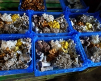 15825837_1152567901464096_3211807637582753071_n