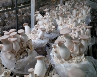 1914474_891576204229935_6710924459323086178_n