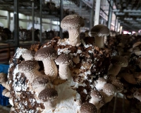 20526122_1346878778699673_5047973974869910770_n