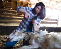 Arlyngton-shtat-Vashyngton