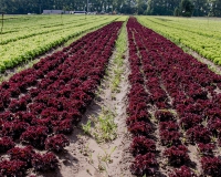 6a0133a-batavia-rosso-salat-macdonalds