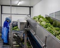 7b85c54-vyrobnytstvo-salatu-mcdonalds