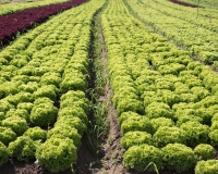 9436ab1-mcdonalds-salat1