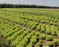 c1f0b45-salat-zroshennia