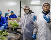 c82e1fd-salat-mcdonalds-ukraina