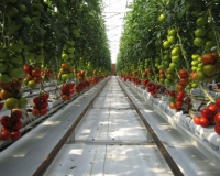 https_%2F%2Fs3-ap-northeast-1.amazonaws.com%2Fpsh-ex-ftnikkei-3937bb4%2Fimages%2F1%2F1%2F0%2F3%2F5883011-1-eng-GB%2F20150223_tomato007