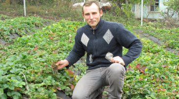 Молодой фермер в Винницкой области выращивает экзотические сорта клубники (советы и ФОТО)