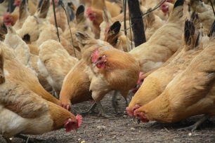 Qatar and Iraq abolished restrictions on Ukrainian poultry exports