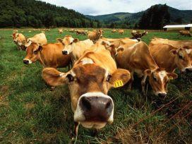 В Україні стрімко зменшується поголів’я великої рогатої худоби