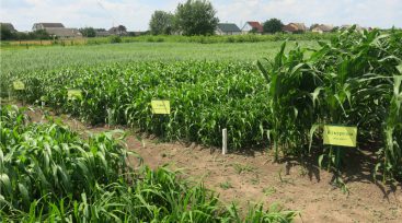 Климатические изменения: в Ривненской области будут выращивать арахис и кунжут (ФОТО)