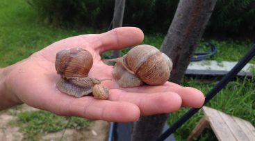 The snails are grown in Ukraine for Spain and Italy (PHOTO)