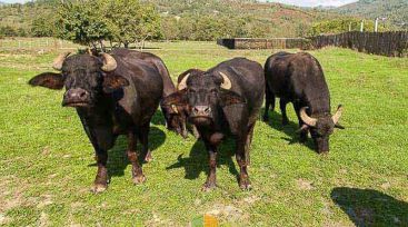 Сир з молока буйволів: на Закарпатті розташована унікальна ферма (ФОТО)