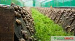 “Слизький бізнес”: фермер заробляє на равликах (ФОТО)