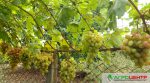 “Сорт Небесної сотні”: поради від селекціонера винограду з Одещини (ФОТО)