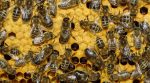 A quarantine for bees