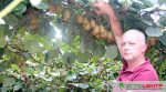 Выращивать киви возле своего дома — не мечта, а реальность: пример фермера из Закарпатья (ФОТО)