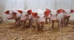 African swine fever virus is spreading rapidly in Ukraine