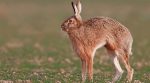 Зайца-русака разводят на Полтавщине (ВИДЕО)