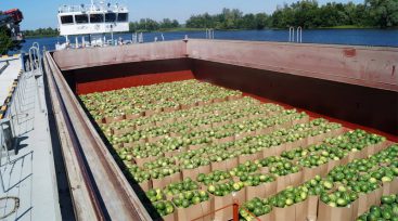 Watermelons from Kherson region will swim along the Dnieper River (PHOTOS)