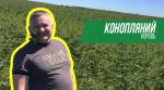 Вигідний бізнес: фермер в Україні вирощує півтисячі гектарів коноплі (деталі)