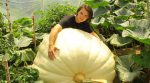 A 21-year-old farmer has grown a gigantic pumpkin (video)