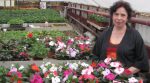 Family in the Rivne region makes money by selling flowers (PHOTOS)