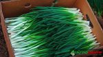 A man grows half a ton of green onions each month year-round in the center of Rivne