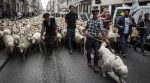 Тисячі овець заполонили центр французького міста (ФОТО)