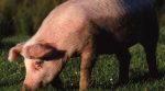 Африканська чума: фермер на Рівненщині залишився без свиней