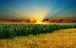 “Фермери ігнорують закони агрономії”: фахівець розповів про неврожай соняшників на Херсонщині