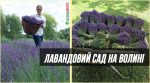 Вигідний бізнес: в Україні вирощують надзвичайні сади лаванди (15 фото)