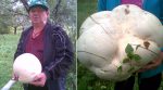 An impressive “mushroom garden” was found in the yard of a Volyn region local (photo)