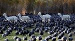 На фермі альпаки охороняють птахів (фото)