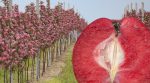На Тернопільщині вирощують дивні яблука-вишні (фото)
