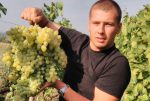 Студент виростив гроно винограда вагою майже 7 кілограмів (фото, відео)