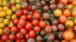 Ізраїльські агрономи виростили помідори, які не потребують води