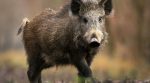 The Russians found infected wild boars that came from Ukraine
