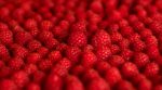 Французы дадут 300 тысяч крестьянам с Тернопольщины «на ягоды»