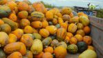 В Україні фермер вирощує афродизіаки для чоловіків (відео)