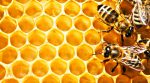 Поблизу Шацьких озер виготовлятимуть екологічний мед