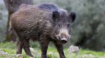 Almost all boars will be killed in Poland, the army will be involved