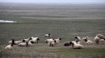 Вівці проти НАТО: фермер судиться з військовими, які заважають тваринам пастися