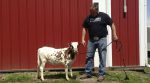 Американський фермер розводить міні-корів (фото)