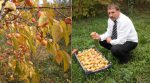 Transcarpathian farmer grows frost-resistant persimmons