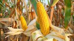 Через засуху в Аргентині, в Україні піднялися ціни на кукурудзу