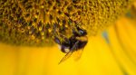 В Канаду експортуватимуть українських бджіл