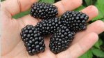 Business idea: blackberry fields will pay off in 3 years