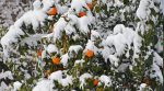 Перепад температур зашкодив фруктовим деревам