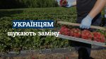 “Полуниця не пройде”: українцям на європейських полях шукають заміну